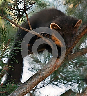 The European pine marten (Martes martes), known most commonly as the pine marten in Anglophone Europe, and less commonly also