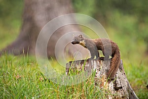 European pine marten, martes martes, standing on a stump in forest in rain.