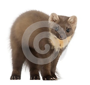European Pine Marten or pine marten