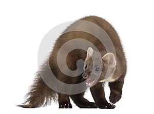 European Pine Marten or pine marten