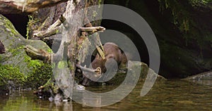 European pine marten standing on a overturned tree and drinking water from a pond