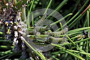 European Pine Sawfly Larvae  33164