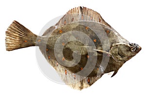 European plaice photo