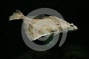 European plaice fish