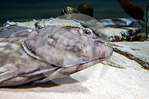 European plaice fish - Pleuronectes platessa