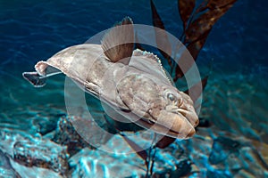 European plaice fish - Pleuronectes platessa