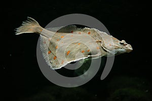 European plaice fish photo