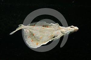 European plaice fish