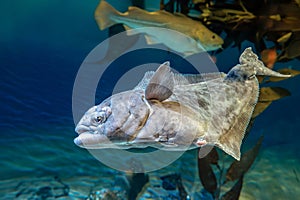 European plaice fish - Pleuronectes platessa