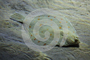 European plaice Pleuronectes platessa