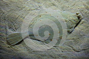 European plaice Pleuronectes platessa