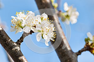 European plum tree white flowers in bloom isolated against blue sky background