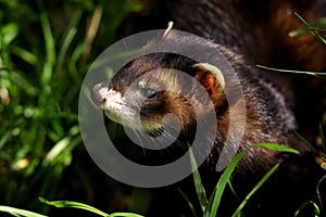 European Polecat