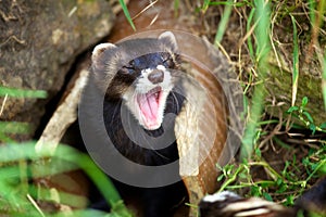 European Polecat