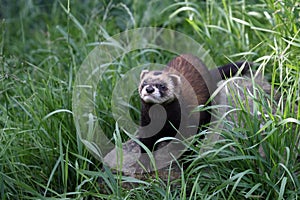 European Polecat