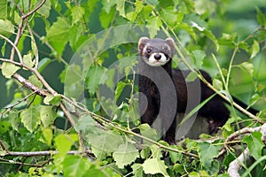 European Polecat