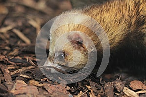 European polecat