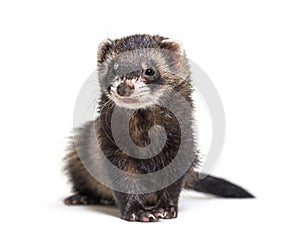 European polecat looking away, in front of a white background