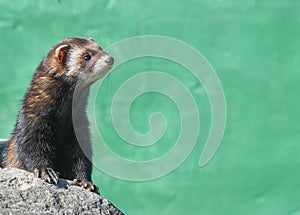 European Polecat - Mustela putorius