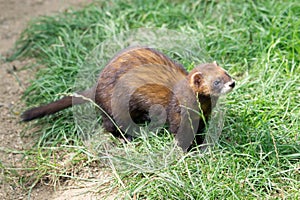 European Polecat (Mustela putorius)