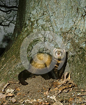 European Polecat, mustela putorius, Adult standing near Tree