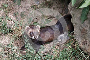 European Polecat (mustela putorius)