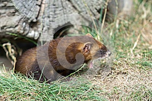 European Polecat (Mustela putorius)