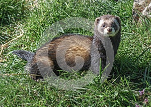 European Polecat - Mustela putorius photo