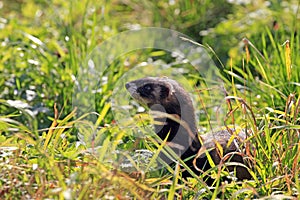 European polecat / Mustela putorius hidden in high