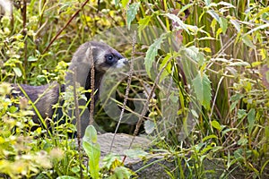 European polecat / Mustela putorius in high grass