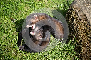 European Polecat Mustela putorius