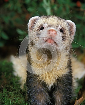 European Polecat, mustela putorius, Portrait of Adult