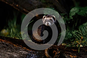 European polecat searching for food at night