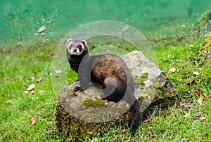 The European polecat sitting on a rock