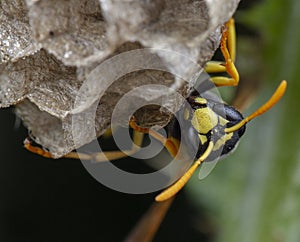 European Polistes galicus wasp hornet taking care of his nest