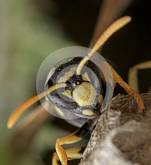 European Polistes galicus wasp hornet taking care of his nest