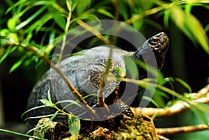 European pond terrapin photo