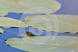 A European pond terrapin