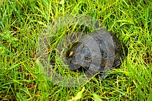 The European pond terrapin