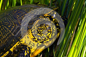 European pond terrapin (Emys orbicularis) photo