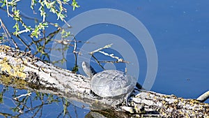 European pond terrapin emys orbicularis