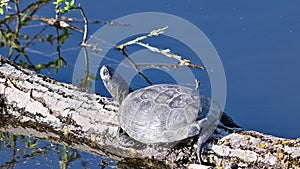 European pond terrapin emys orbicularis