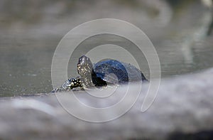 european pond terrapin, emys orbicularis