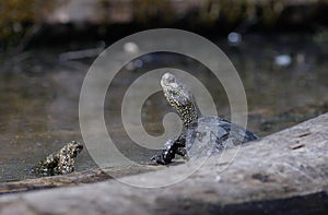 european pond terrapin, emys orbicularis