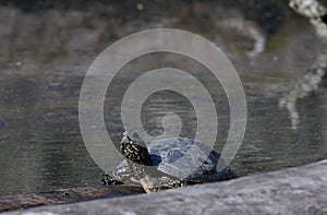 european pond terrapin, emys orbicularis