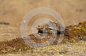 european pond terrapin, emys orbicularis