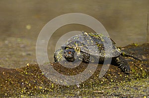 european pond terrapin, emys orbicularis