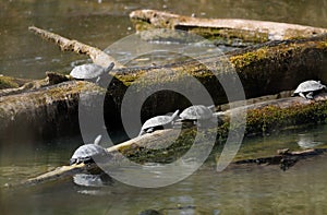 european pond terrapin, emys orbicularis