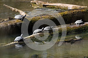 european pond terrapin, emys orbicularis