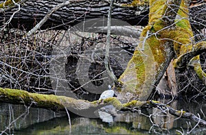 european pond terrapin, emys orbicularis